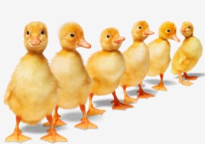 ducks in a row